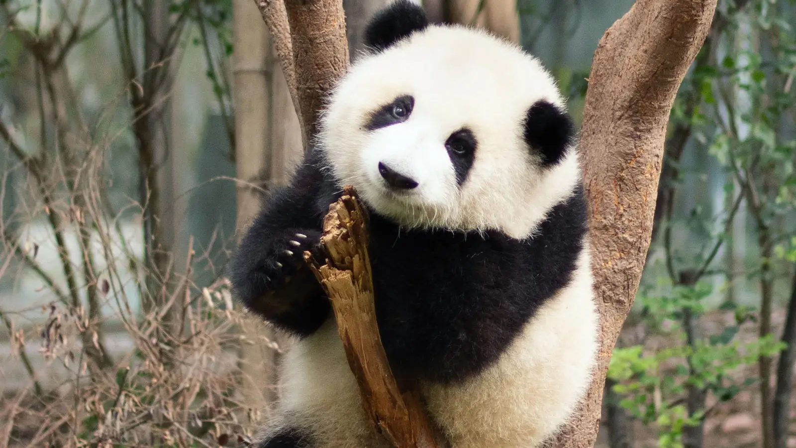 Pandas gigantes en Chengdu